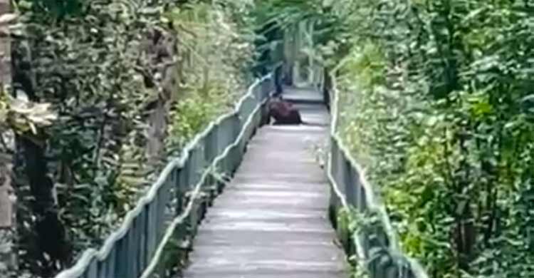 সুন্দরবনের হাড়বাড়িয়া পর্যটন কেন্দ্রের ফুট টেইলরে বাঘের বিচরণ