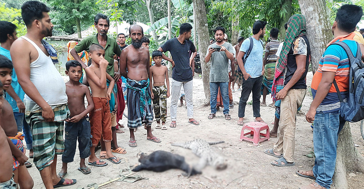 মেছো বাঘ পিটিয়ে মারলো এলাকাবাসী