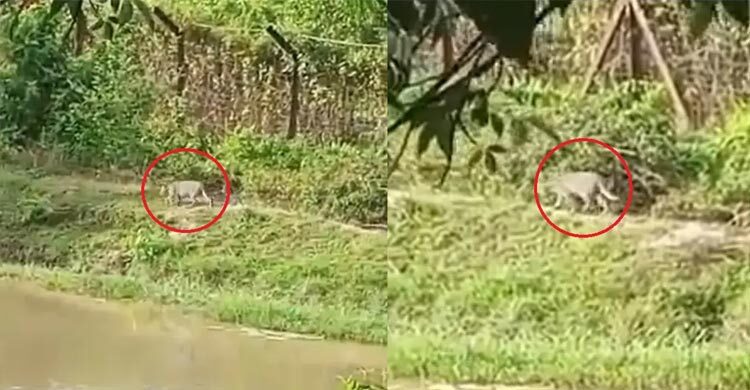 ফেনীতে লোকালয়ে বাঘ, আতঙ্কে স্থানীয়রা