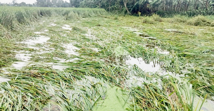 বৃষ্টি-বাতাসে নুয়ে পড়েছে পাকা ধান, দুশ্চিন্তায় কৃষক
