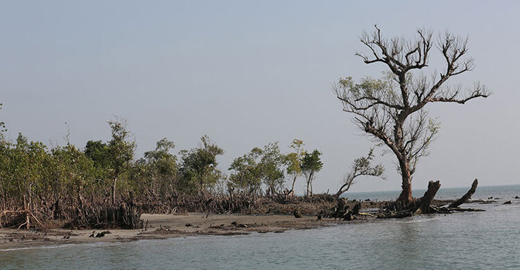 বনদস্যু আতঙ্কে সুন্দরবনে যাচ্ছেন না জেলেরা, উপার্জন বন্ধে দিশাহারা