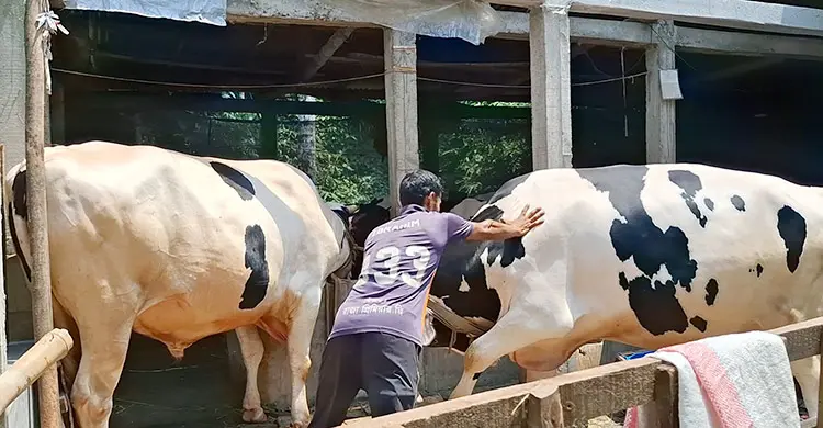 বাগেরহাটে কোরবানির হাট কাঁপাচ্ছে মামা-ভাগ্নে