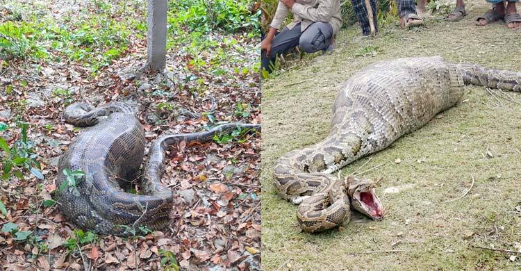 ২০ কেজি ওজনের ছাগল গিলে খেলো ৫০ কেজির অজগর, পরে সুন্দরবনে অবমুক্ত