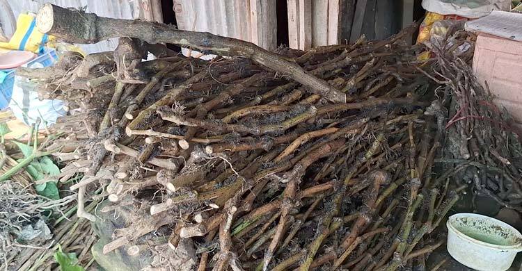 কোরবানি উপলক্ষে কদর বেড়েছে চুইঝালের