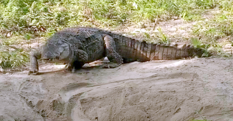 ডিম দিয়েছে খানজাহান আলী দিঘির কুমির, বাচ্চা ফোটা নিয়ে শঙ্কা