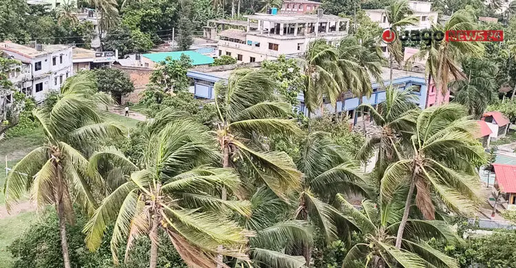 হোয়াইট ফ্লাইয়ের থাবায় ধুঁকছে বাগেরহাটের নারিকেল তেল শিল্প