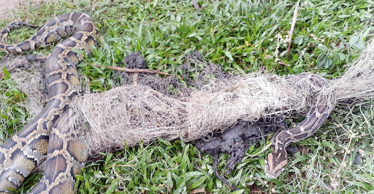 ১০ ফুট লম্বা অজগর উদ্ধার, সুন্দরবনে অবমুক্ত