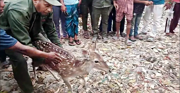 লোকালয়ে ঢুকে পড়া চিত্রা হরিণ উদ্ধার, সুন্দরবনে অবমুক্ত