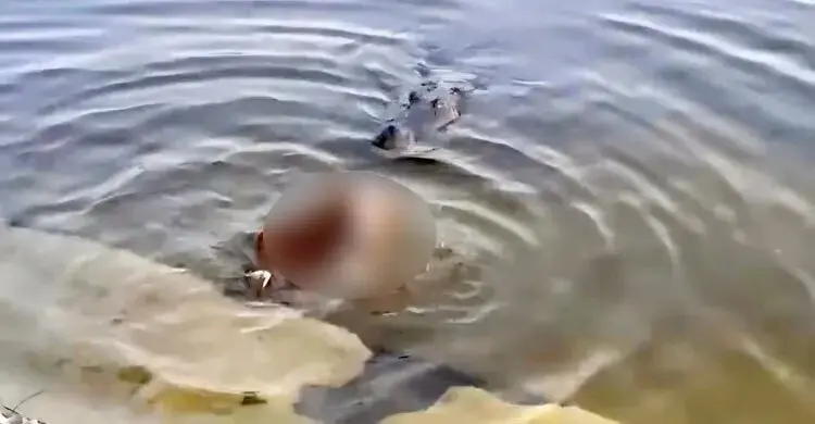 কুকুর-কুমির ঘটনা তদন্তের মাধ্যমে দোষীদের শাস্তির নির্দেশ