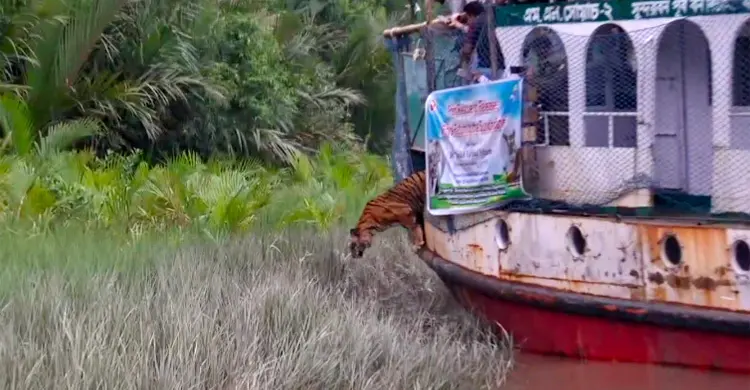৬ মাসের চিকিৎসা শেষে সুন্দরবনে ফিরলো সেই বাঘিনী
