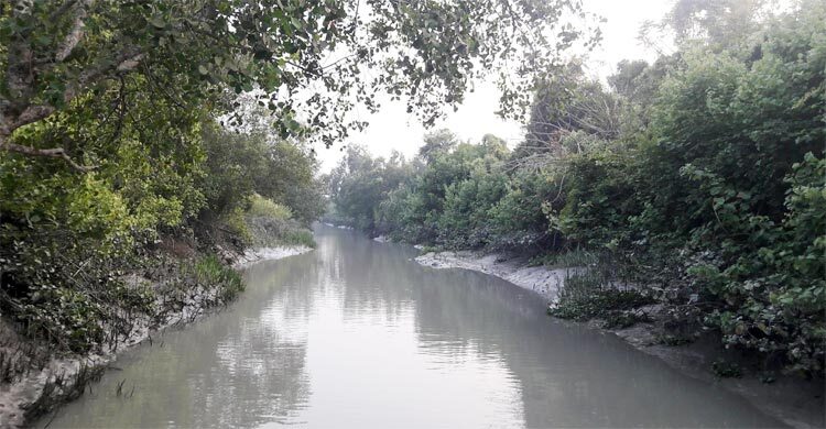 সুন্দরবনে গাছের প্রজাতি ও পরিমাণ নির্ণয়ে জরিপ শুরু