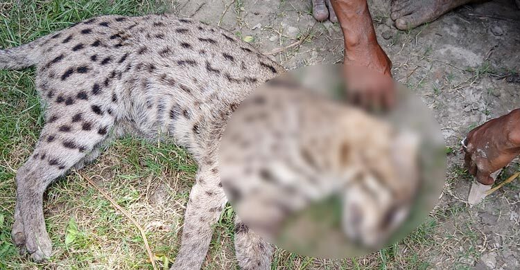 আহত মেছো বাঘকে পিটিয়ে মারলো এলাকাবাসী