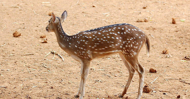 বাঘের তাড়া খেয়ে নদী সাঁতরে লোকালয়ে দুই হরিণ