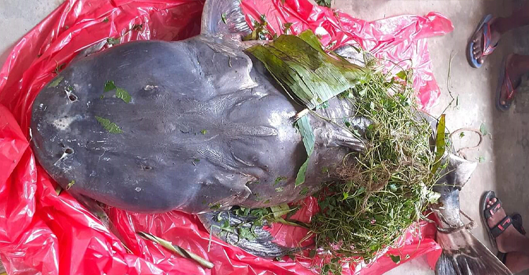 এক বাঘাইড়ের দাম ৫০ হাজার