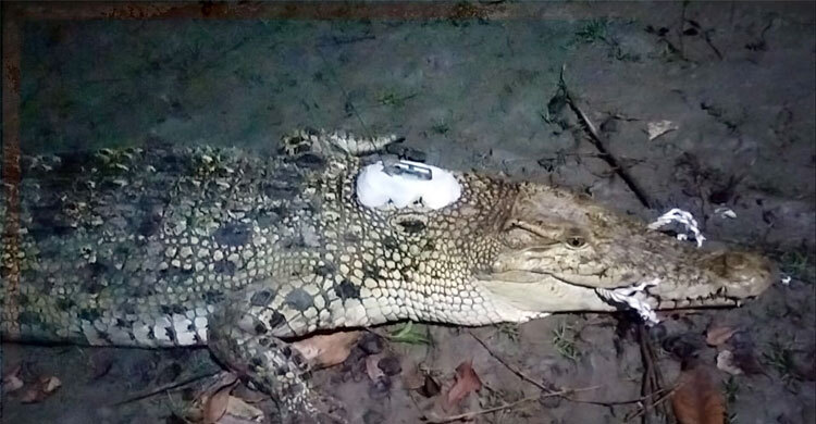 ট্যাগ বসানো কুমির পানগুছিতে, আতঙ্কে জেলেরা