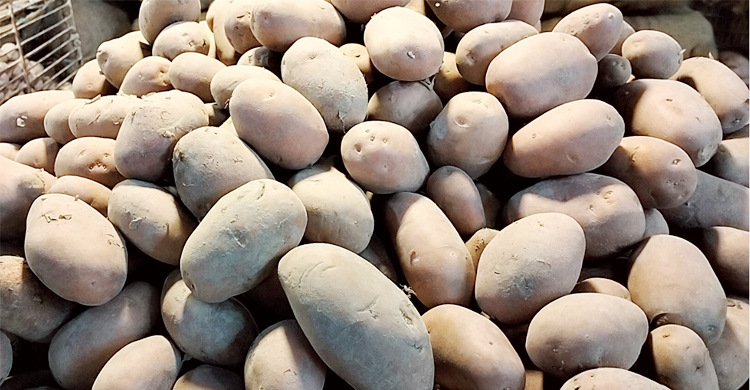 বগুড়ায় বেঁধে দেওয়া দামে বিক্রি হচ্ছে আলু