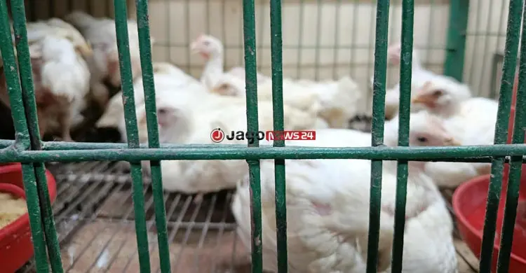 চাল-চিনি-ডিম-পেঁয়াজের দাম বাড়তি, কমেছে মুরগি-সবজির