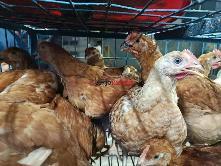 চাল-চিনি-ডিম-পেঁয়াজের দাম বাড়তি, কমেছে মুরগি-সবজির