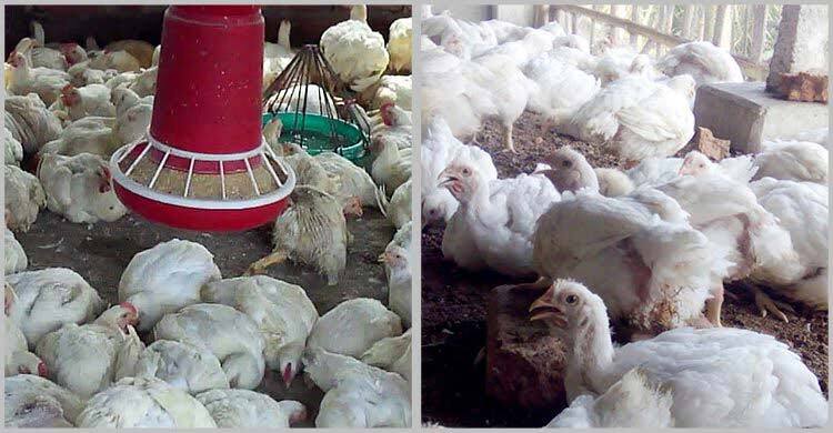গাবা সমৃদ্ধ খাদ্যে কমবে ব্রয়লারের তাপজনিত মৃত্যুর ঝুঁকি