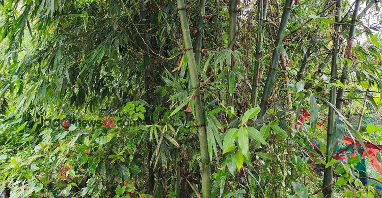 মাদারীপুর থেকে হারিয়ে যাচ্ছে বাঁশ