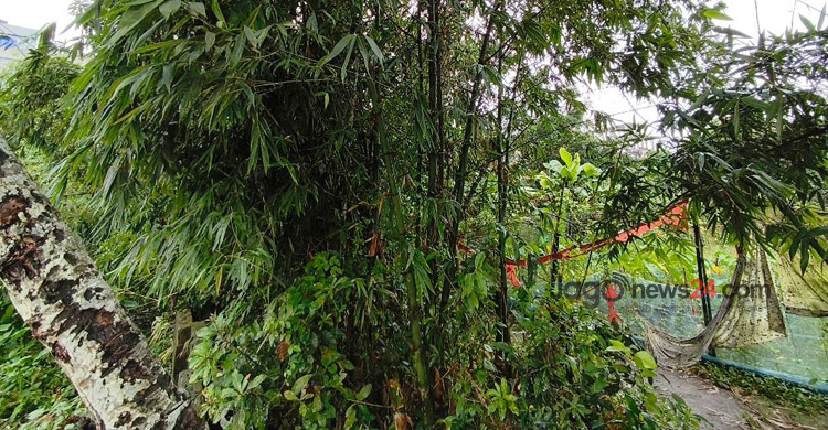 মাদারীপুর থেকে হারিয়ে যাচ্ছে বাঁশ