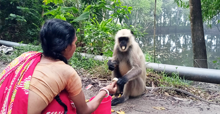 লোকালয়ে মুখপোড়া হনুমান, হাত থেকে নিয়ে খাচ্ছে খাবার
