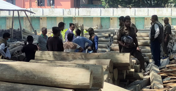 বন বিভাগের অভিযানে মিললো বিপুল পরিমাণ অবৈধ কাঠ