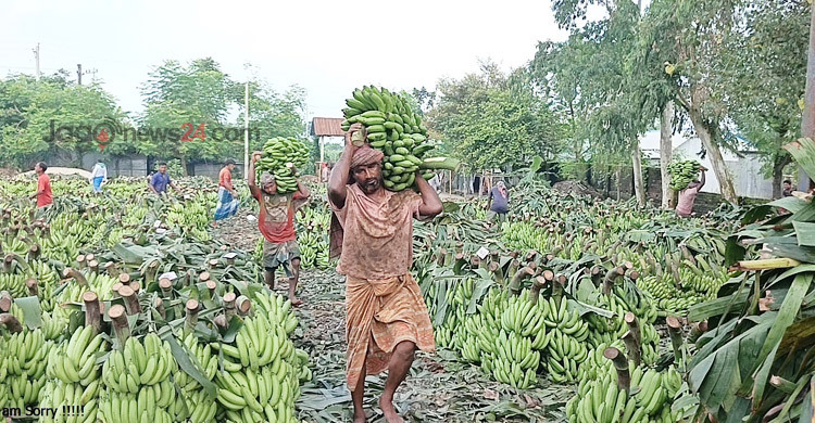 প্রতিদিন কোটি টাকার দিনাজপুরের কলা যাচ্ছে সারাদেশে