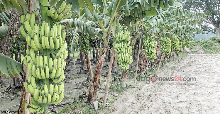 প্রতিদিন কোটি টাকার দিনাজপুরের কলা যাচ্ছে সারাদেশে