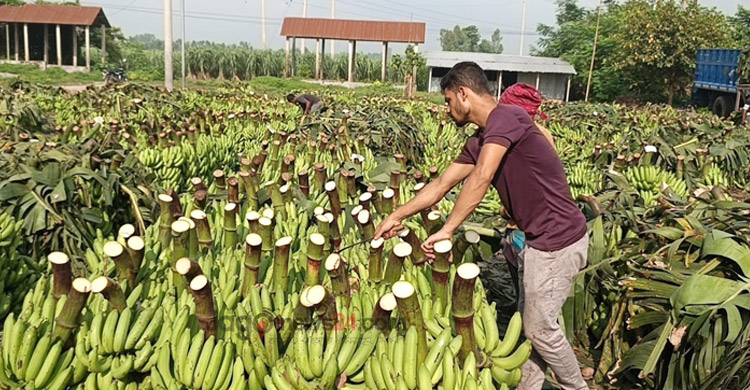প্রতিদিন কোটি টাকার দিনাজপুরের কলা যাচ্ছে সারাদেশে