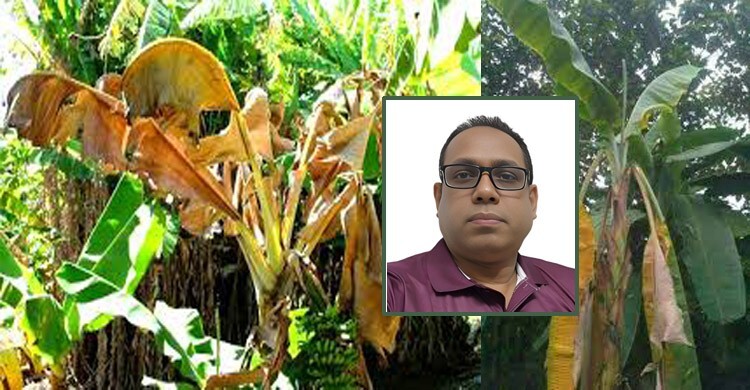 কলার পানামা রোগ প্রতিকারে করণীয়