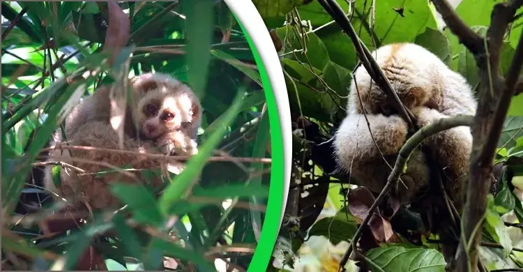 পরিবেশের বন্ধু লজ্জাবতী বানর হারিয়ে যাচ্ছে