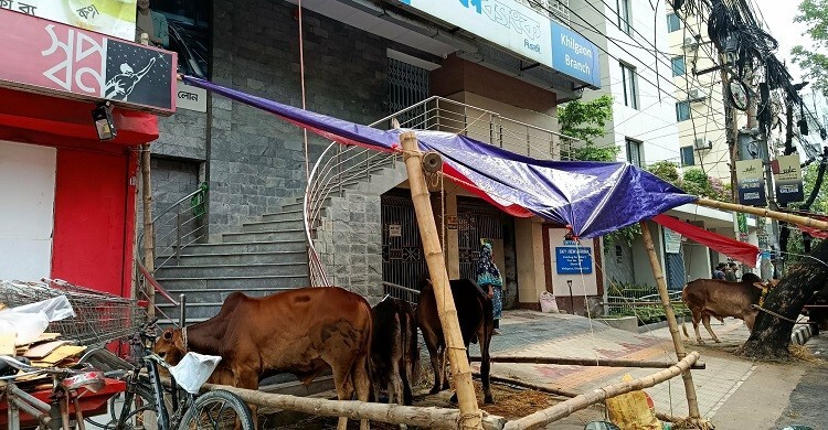 ঢাকার অট্টালিকা এখন ‘গোয়ালঘর’