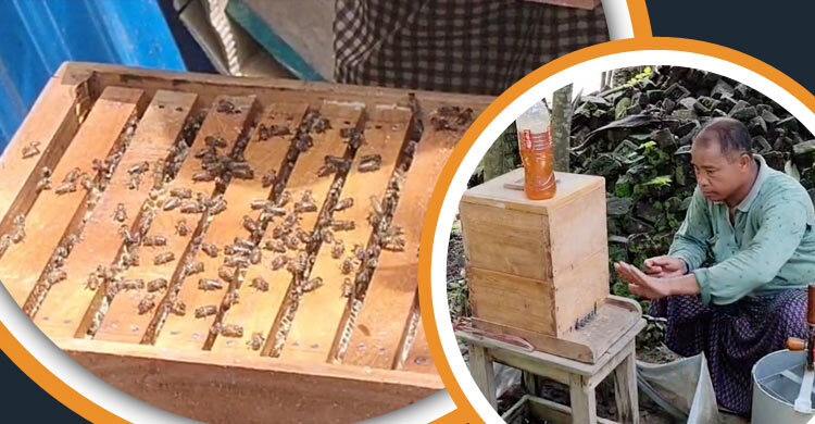 বান্দরবানে বাড়ছে মৌচাষ, রয়েছে বাণিজ্যিক সম্ভাবনা