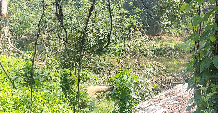 বান্দরবানে সওজের ৫০ লাখ টাকার গাছ কেটে নেওয়ার অভিযোগ