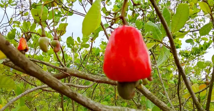 জুমের জমিতে ফলের নীরব বিপ্লব