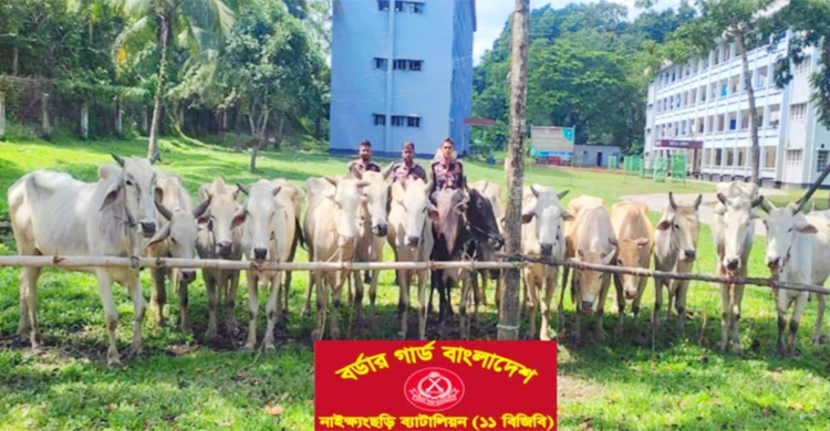 বান্দরবানে বিজিবির অভিযানে ১৫ বার্মিজ গরু জব্দ