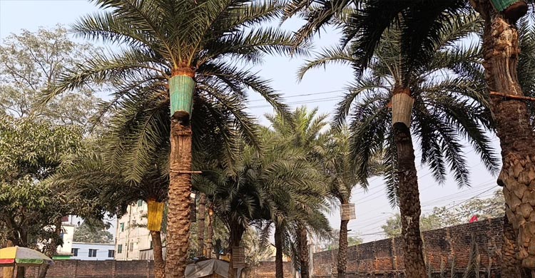 সাত বন্ধুর ব্যতিক্রমী উদ্যোগ &lsquo;রস বাগিচা&rsquo;