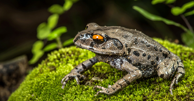 বৈরি পরিবেশে কমছে ব্যাঙ, হুমকিতে কৃষি পরিবেশ