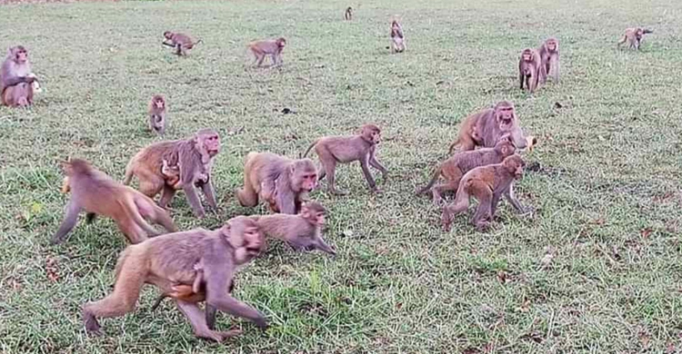 খাবারের খোঁজে ভারতের বানর বাংলাদেশে, দিশেহারা সীমান্তের কৃষকরা