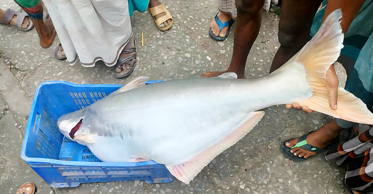 বড়শিতে উঠলো সাড়ে ২৩ কেজির পাঙ্গাস