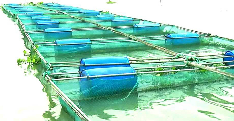 আশা জাগাচ্ছে খাঁচায় মাছচাষ