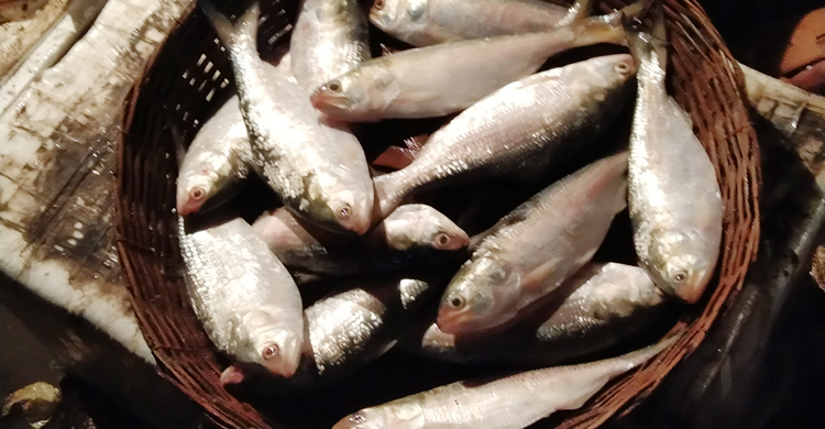 বাজারে ইলিশের সরবরাহ ভালো, দাম কমছে