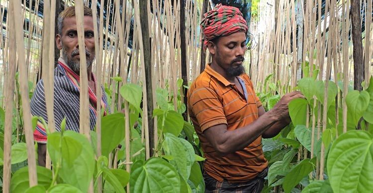 কাঙ্ক্ষিত দাম না পেয়ে হতাশ পান চাষিরা