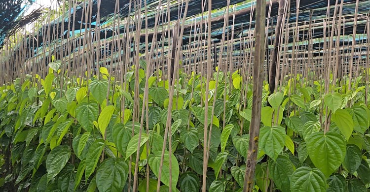 কাঙ্ক্ষিত দাম না পেয়ে হতাশ পান চাষিরা