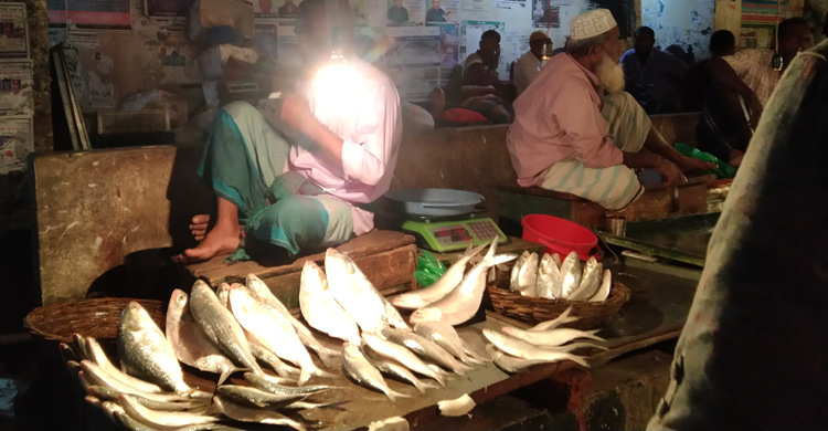 বাজারে ইলিশের সরবরাহ ভালো, দাম কমছে