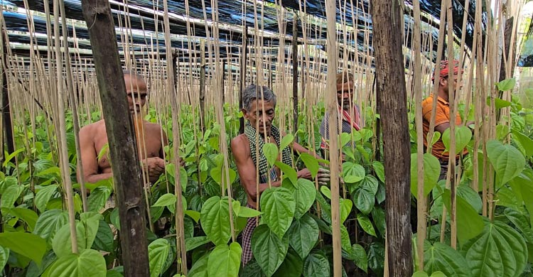 কাঙ্ক্ষিত দাম না পেয়ে হতাশ পান চাষিরা
