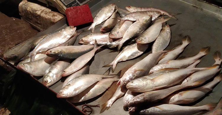 বাজারে ইলিশের সরবরাহ ভালো, দাম কমছে