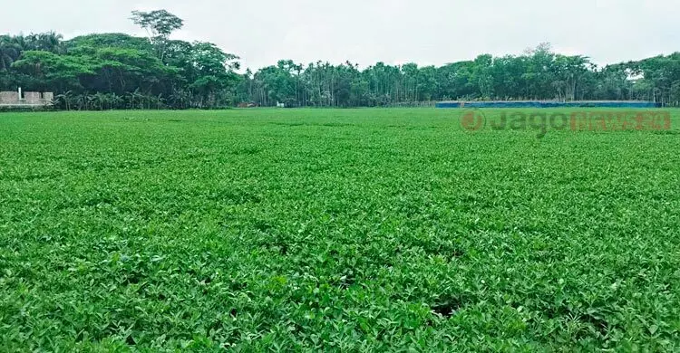 দক্ষিণের কৃষিতে চীনাবাদামে বাজিমাত