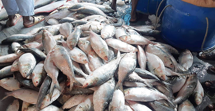 ভরা মৌসুমে ইলিশের আহরণ কমেছে ২৩ শতাংশ